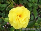Friesia Friesia