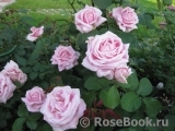 Frederic Mistral® Frederic Mistral®