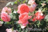 Comtesse de Provence®