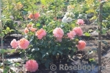 Augusta Luise Augusta Luise