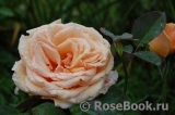 Apricot Nectar Apricot Nectar