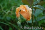 Apricot Nectar Apricot Nectar