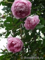 Alan Titchmarsh