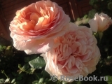Abraham Darby Abraham Darby