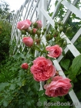 Rosarium Uetersen Rosarium Uetersen