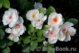 Jacqueline du Pre Jacqueline du Pre