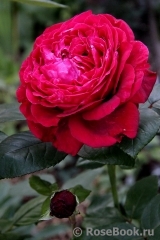 Rose des 4 Vents Rose des 4 Vents