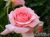 Poesie Poesie
