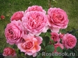 Princess Alexandra of Kent Princess Alexandra of Kent