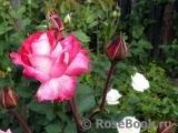 Rose Gaujard Rose Gaujard