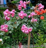 Pomponella Pomponella