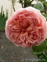 Abraham Darby Abraham Darby