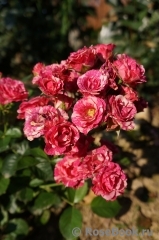 Pink Flash Pink Flash