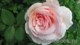 A Shropshire Lad A Shropshire Lad