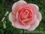 Abraham Darby Abraham Darby