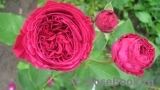 Falstaff® Falstaff®