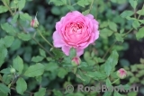Jubilee Celebration® Jubilee Celebration®