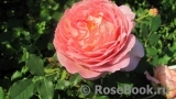 Jubilee Celebration® Jubilee Celebration®