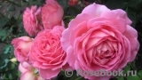 Jubilee Celebration® Jubilee Celebration®