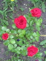 Red Leonardo da Vinci Red Leonardo da Vinci