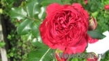 Red Leonardo da Vinci Red Leonardo da Vinci