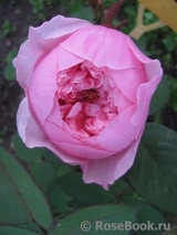 The Alnwick Rose The Alnwick Rose