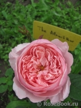 The Alnwick Rose The Alnwick Rose