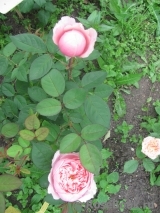 The Alnwick Rose The Alnwick Rose