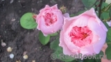 The Alnwick Rose The Alnwick Rose