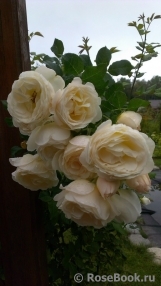 Uetersener Klosterrose Uetersener Klosterrose