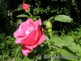 Vin Rose Vin Rose