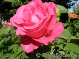Vin Rose Vin Rose