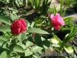 Vin Rose Vin Rose