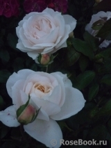 Lions Rose Lions Rose