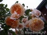Crown Princess Margareta® Crown Princess Margareta®