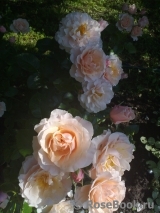 Twiggy’s Rose Twiggy’s Rose