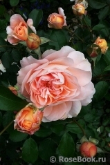 Sangerhauser Jubilaumsrose Sangerhauser Jubilaumsrose