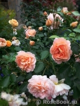 Sangerhauser Jubilaumsrose Sangerhauser Jubilaumsrose