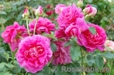 Princess Anne Princess Anne