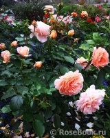 Sangerhauser Jubilaumsrose Sangerhauser Jubilaumsrose