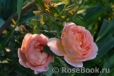 Lady of Shalott Lady of Shalott