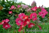 Candia Meillandecor Candia Meillandecor