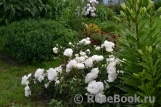 White Meidiland White Meidiland