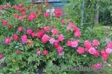 Fuchsia Meillandecor Fuchsia Meillandecor