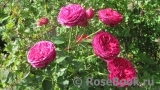 Falstaff® Falstaff®