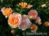 Sangerhauser Jubilaumsrose Sangerhauser Jubilaumsrose