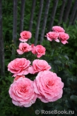 Tickled Pink Tickled Pink
