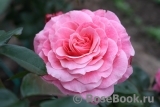 Tickled Pink Tickled Pink