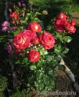 Midsummer Midsummer