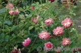 Jubilee Celebration® Jubilee Celebration®